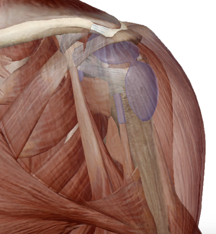 vista anatomica antero-laterale dalla spalla. Il muscolo deltoide è in trasparenza per consentire la visualizzazione della borsa subacromiale in viola chiaro.